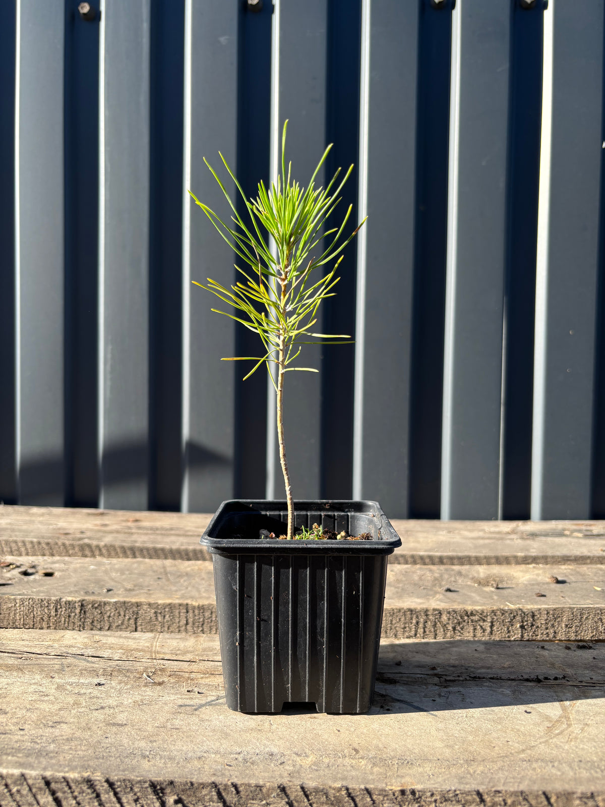 Pinus thunbergii (Pin noir) jeune plant