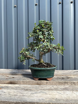 Ulmus parvifolia (Orme de Chine)