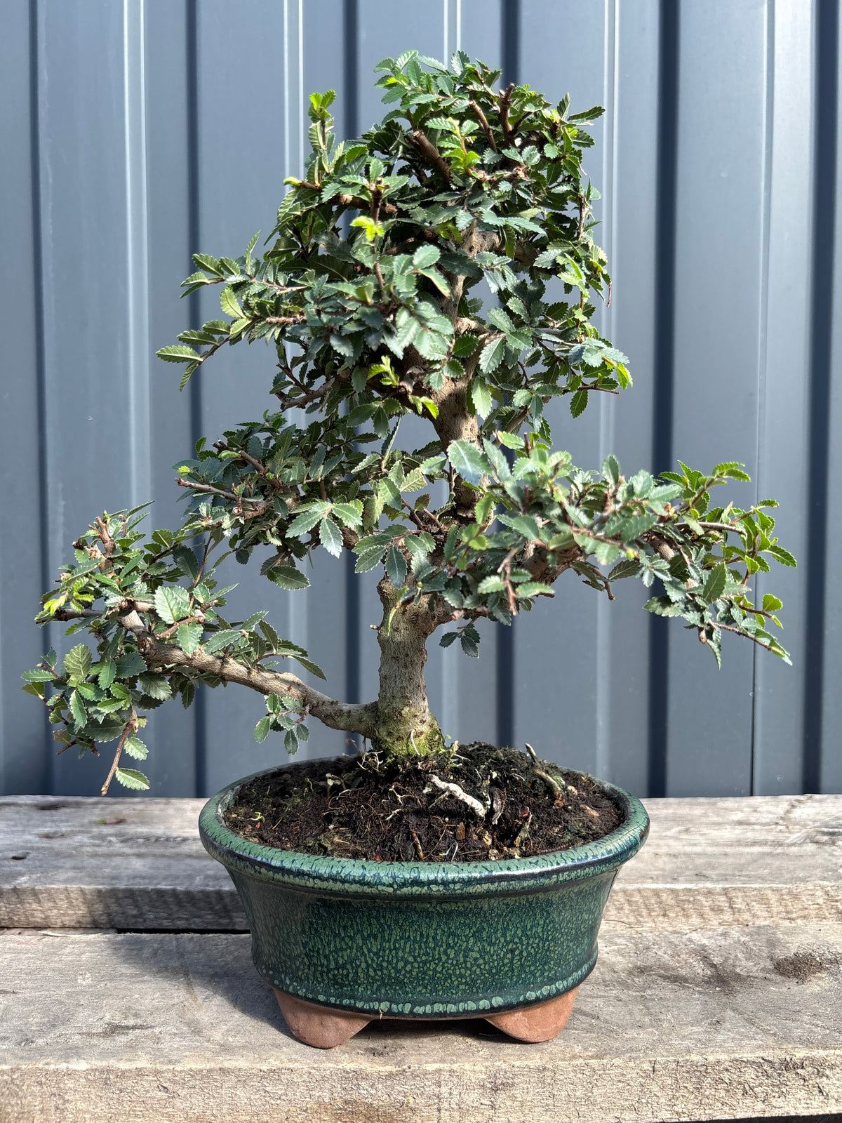 Ulmus parvifolia (Orme de Chine)