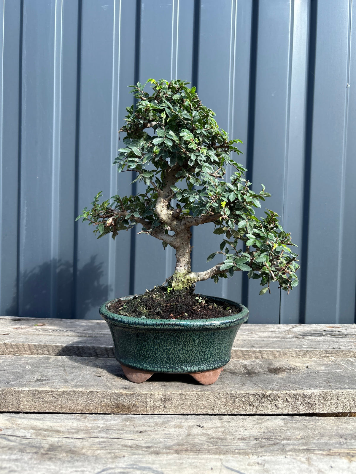 Ulmus parvifolia (Orme de Chine)