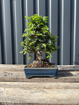 Ulmus parvifolia (Orme de Chine)-UP-3