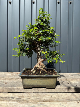 Ulmus parvifolia (Orme de Chine)