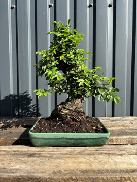 Ulmus parvifolia (Orme de Chine)