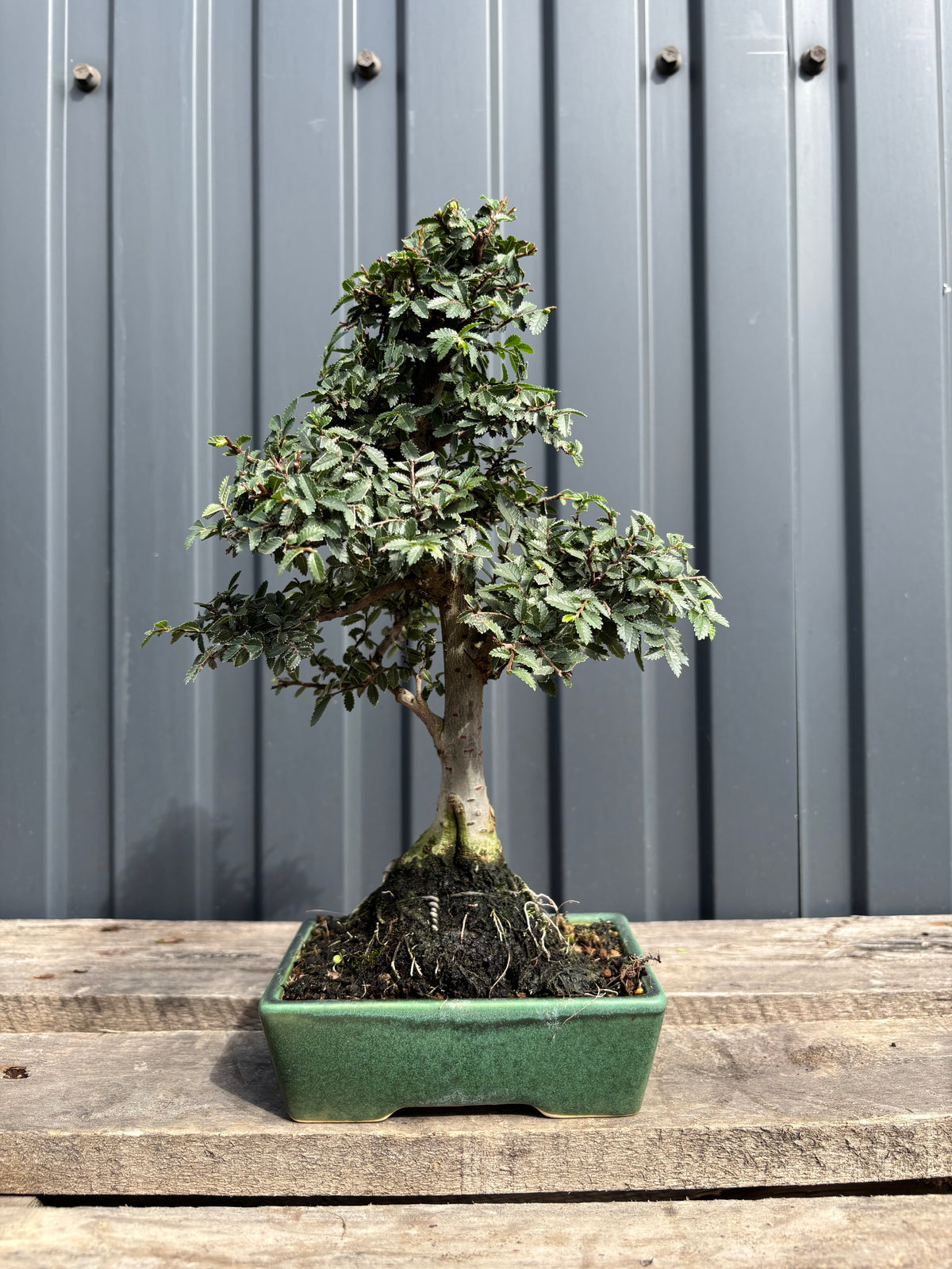 Ulmus parvifolia (Orme de Chine)-UP-2