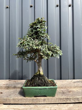 Ulmus parvifolia (Orme de Chine)-UP-2