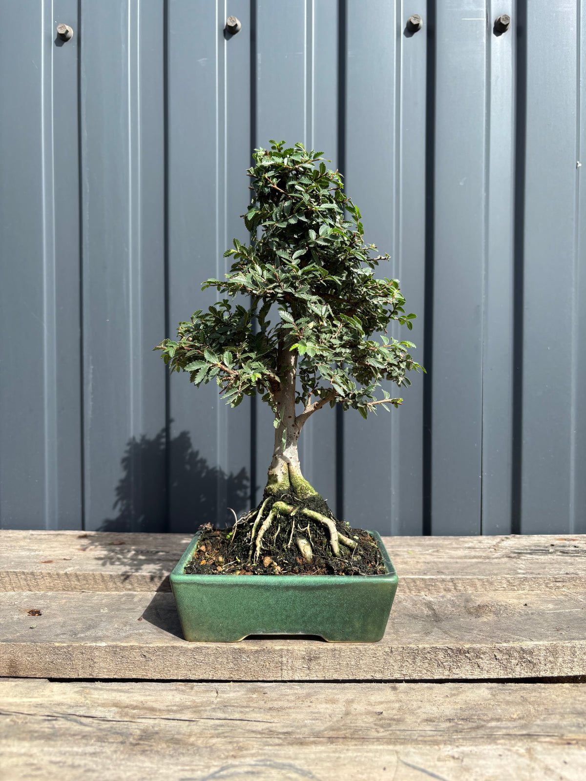 Ulmus parvifolia (Orme de Chine)-UP-2