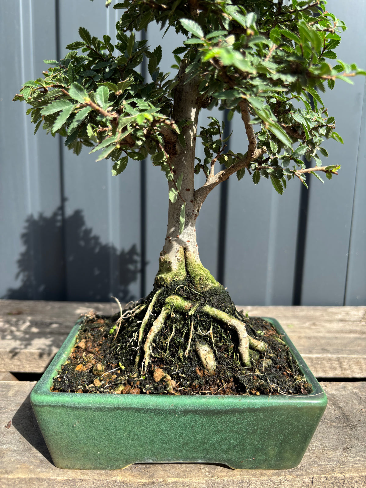 Ulmus parvifolia (Orme de Chine)-UP-2