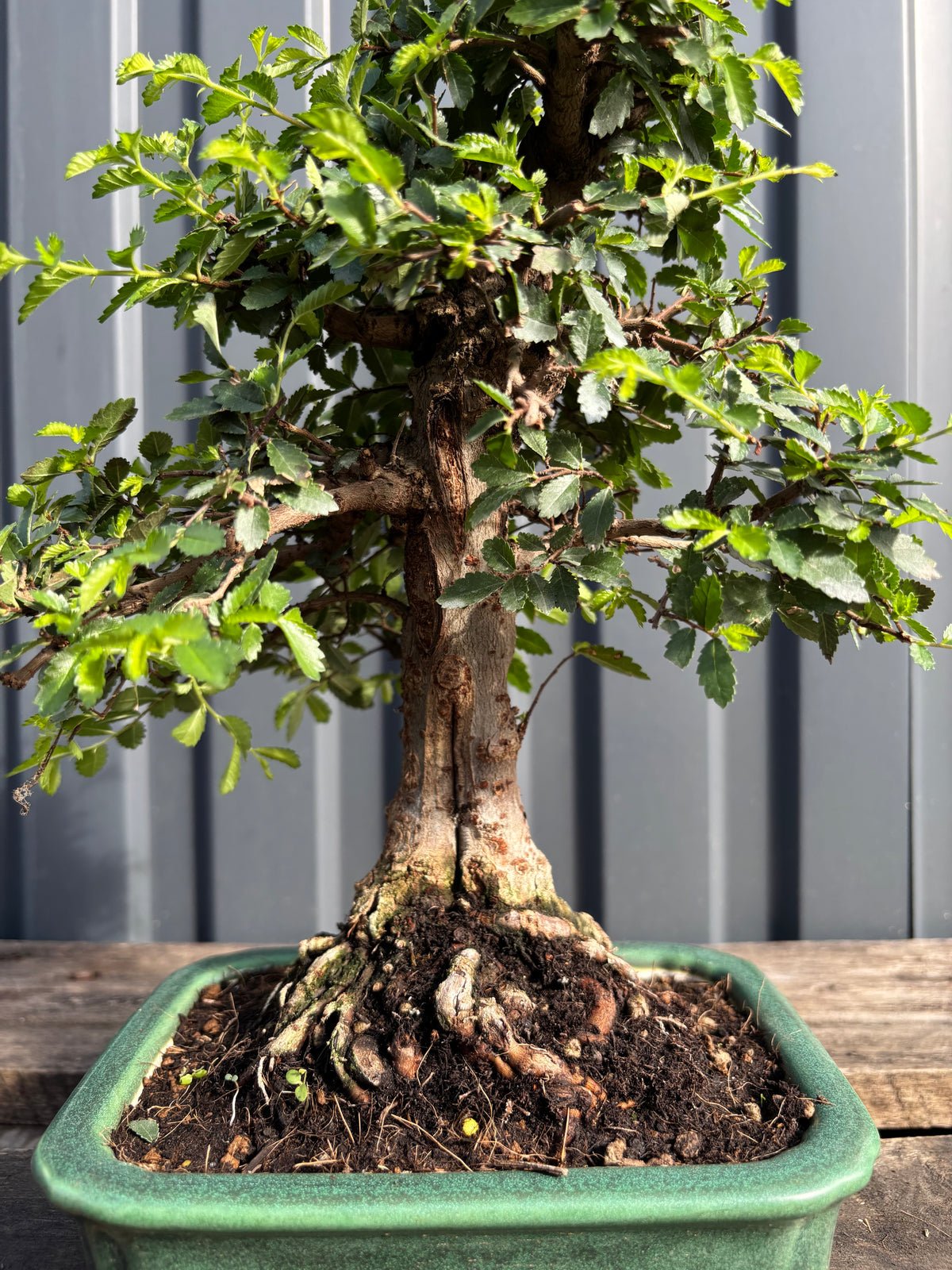 Ulmus parvifolia (Orme de Chine)-UP-4