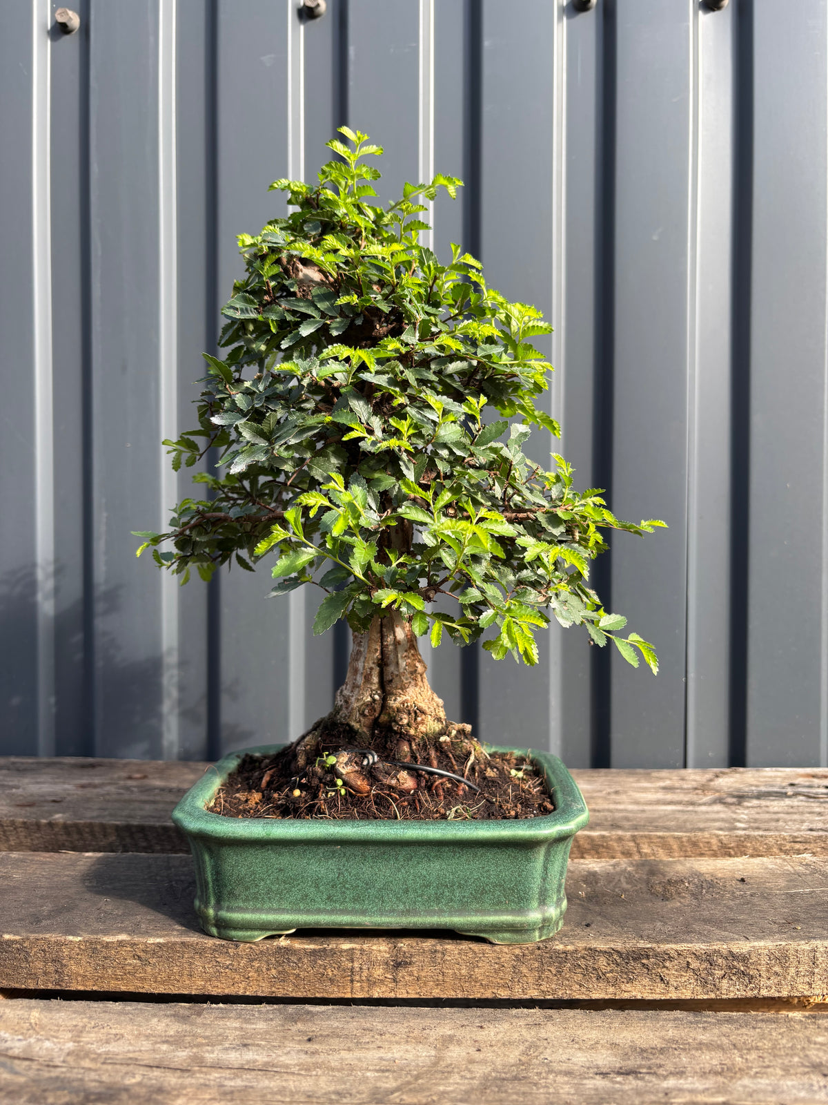 Ulmus parvifolia (Orme de Chine)-UP-4