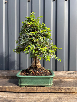 Ulmus parvifolia (Orme de Chine)-UP-4