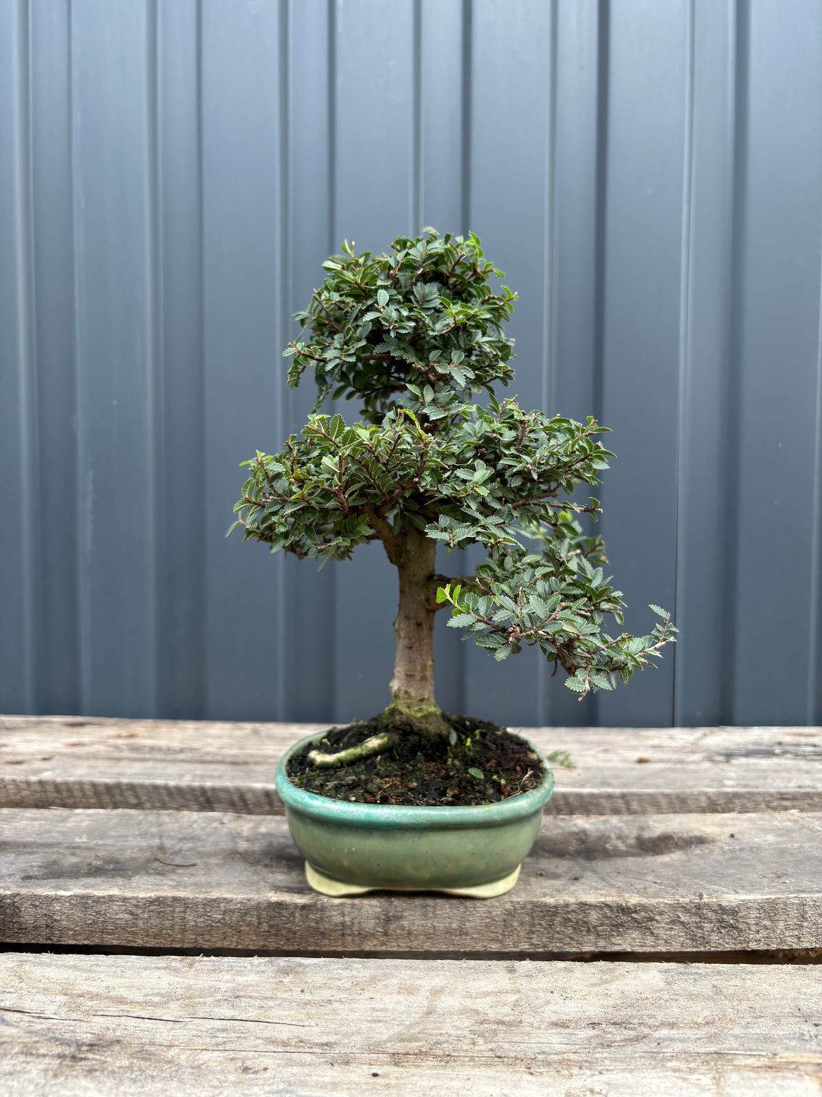 Ulmus parvifolia (Orme de Chine)-UP-5