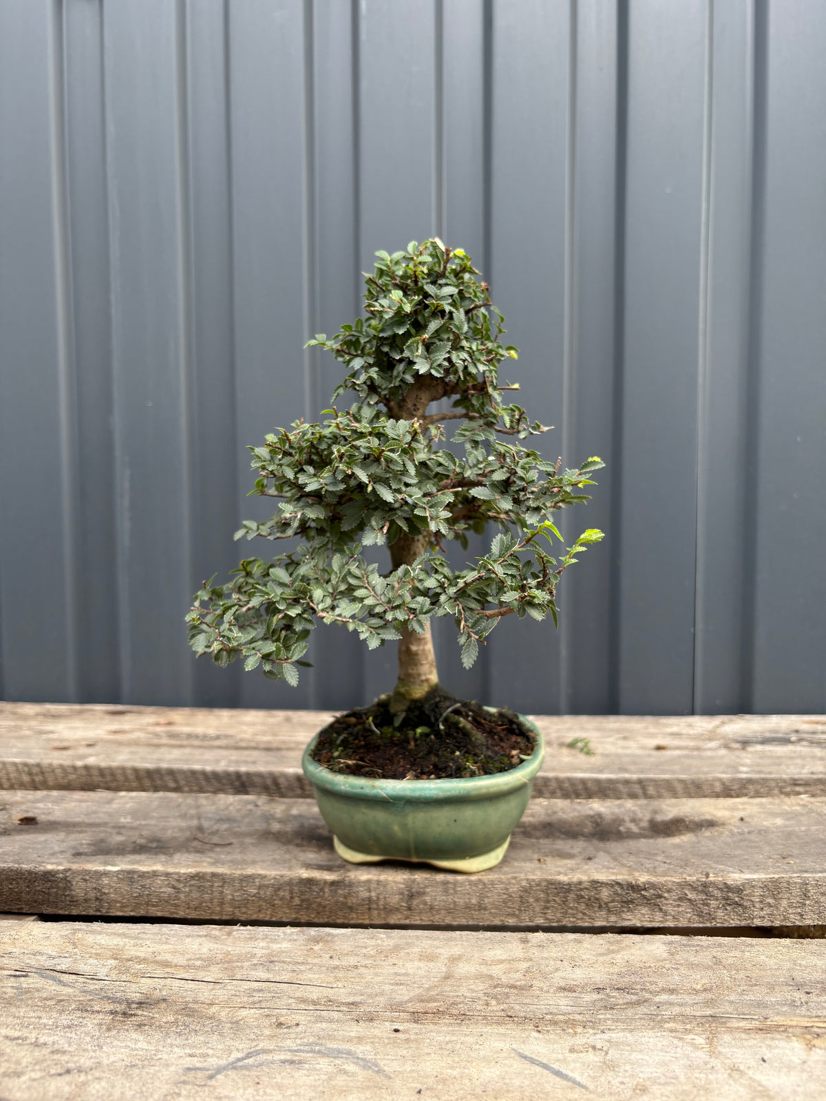 Ulmus parvifolia (Orme de Chine)-UP-5