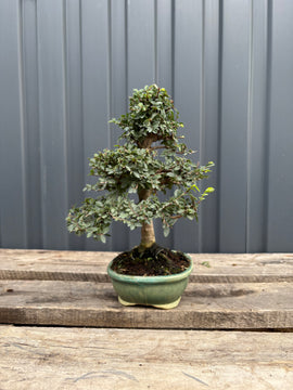 Ulmus parvifolia (Orme de Chine)-UP-5