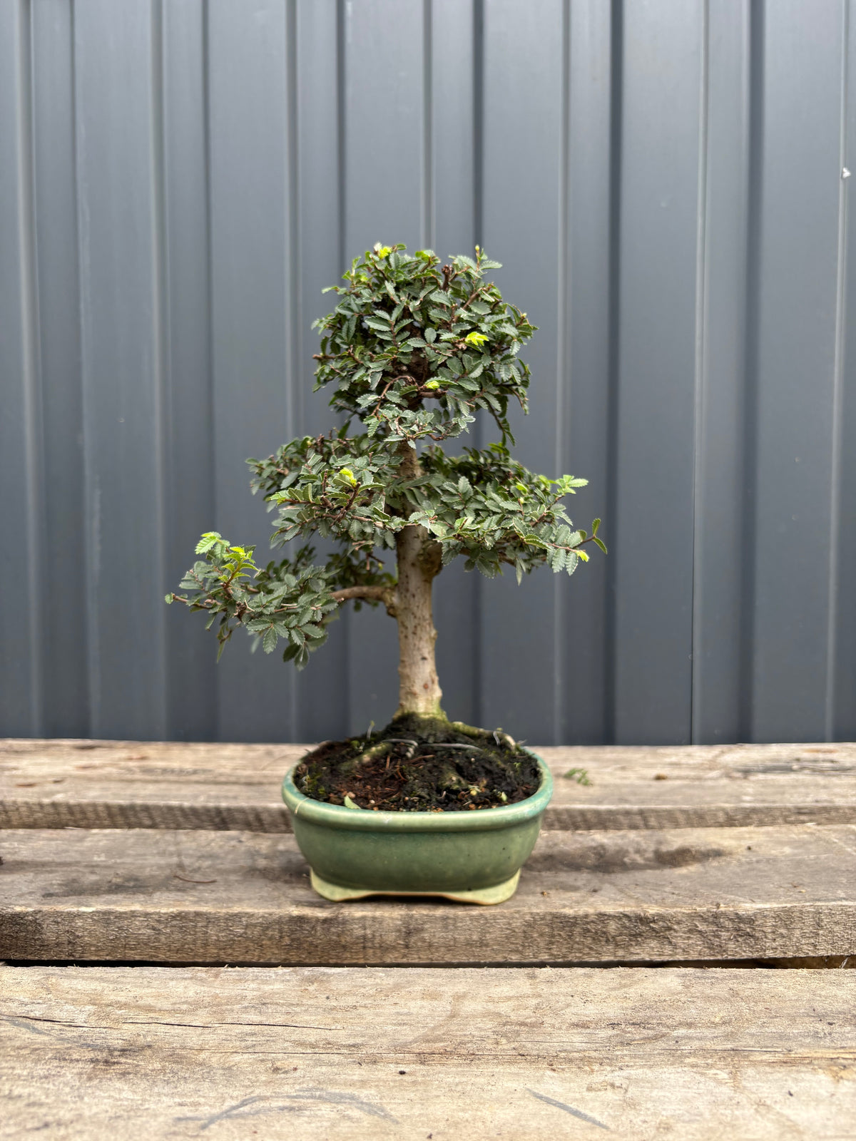 Ulmus parvifolia (Orme de Chine)-UP-5