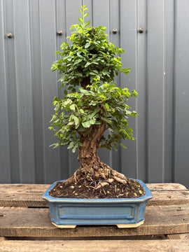 Ulmus parvifolia (Orme de Chine)
