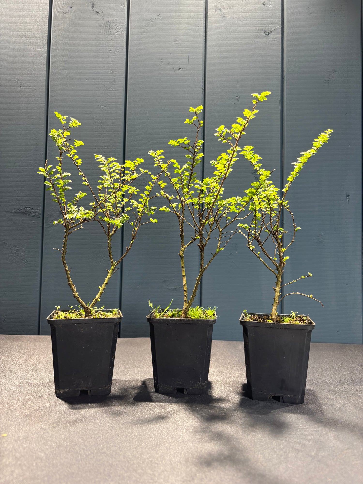 Ulmus parvifolia 'Hokkaido'