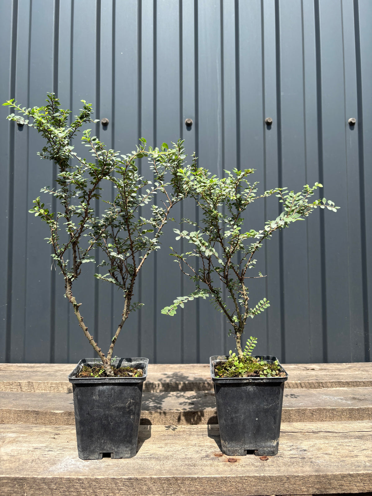 Ulmus parvifolia 'Hokkaido'