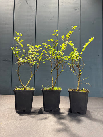 Ulmus parvifolia 'Hokkaido'