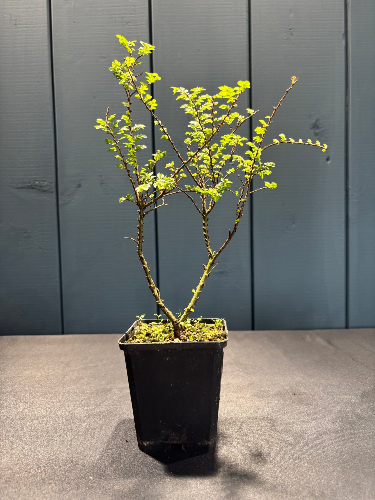 Ulmus parvifolia 'Hokkaido'