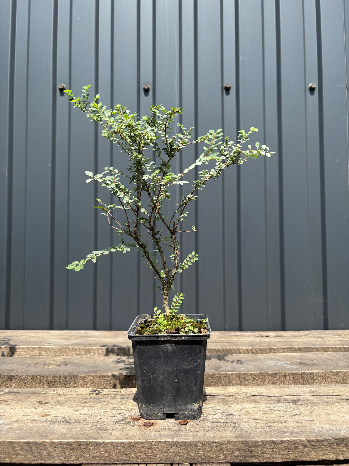 Ulmus parvifolia 'Hokkaido'