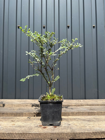 Ulmus parvifolia 'Hokkaido'