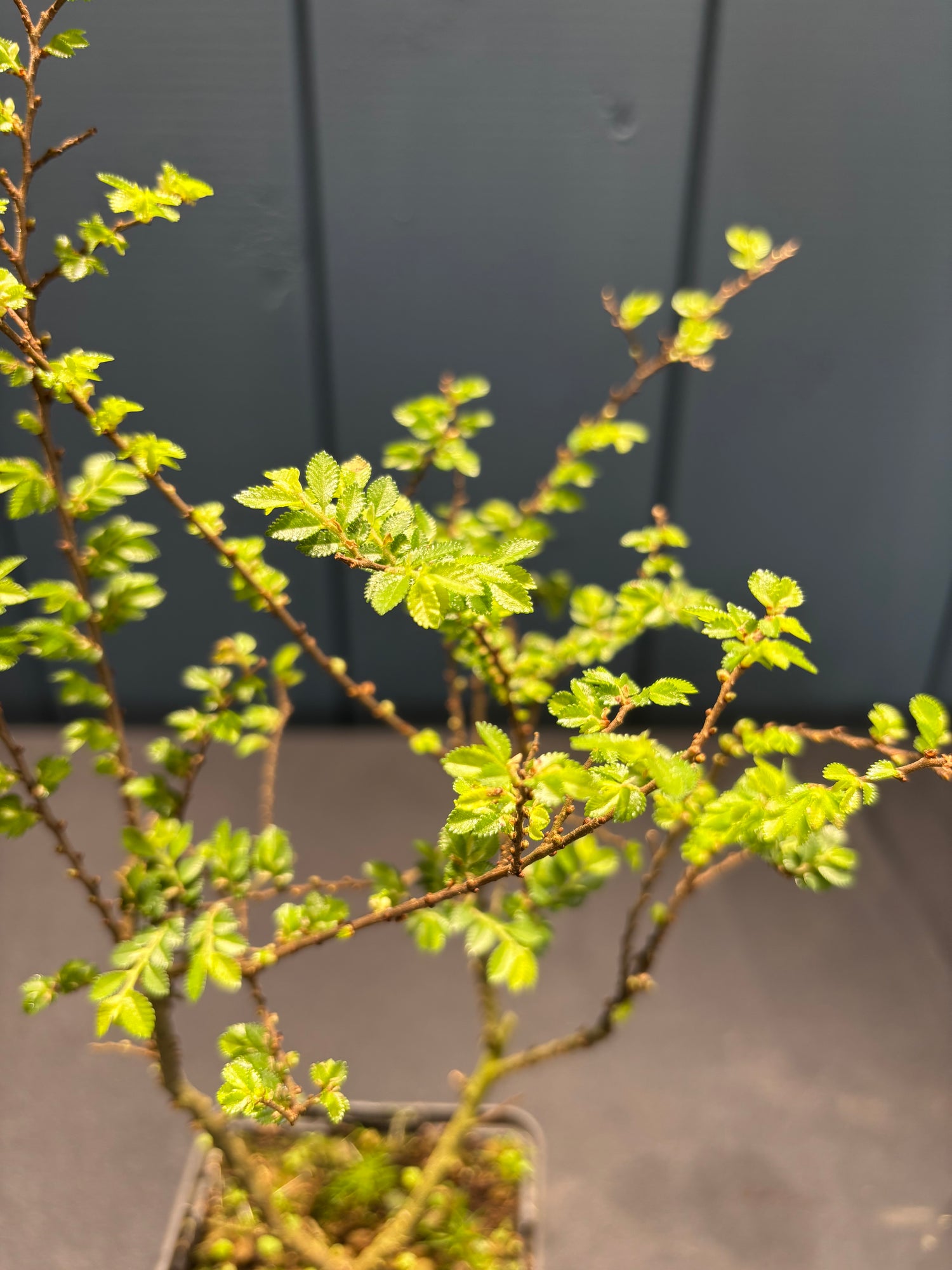 Ulmus parvifolia 'Hokkaido'