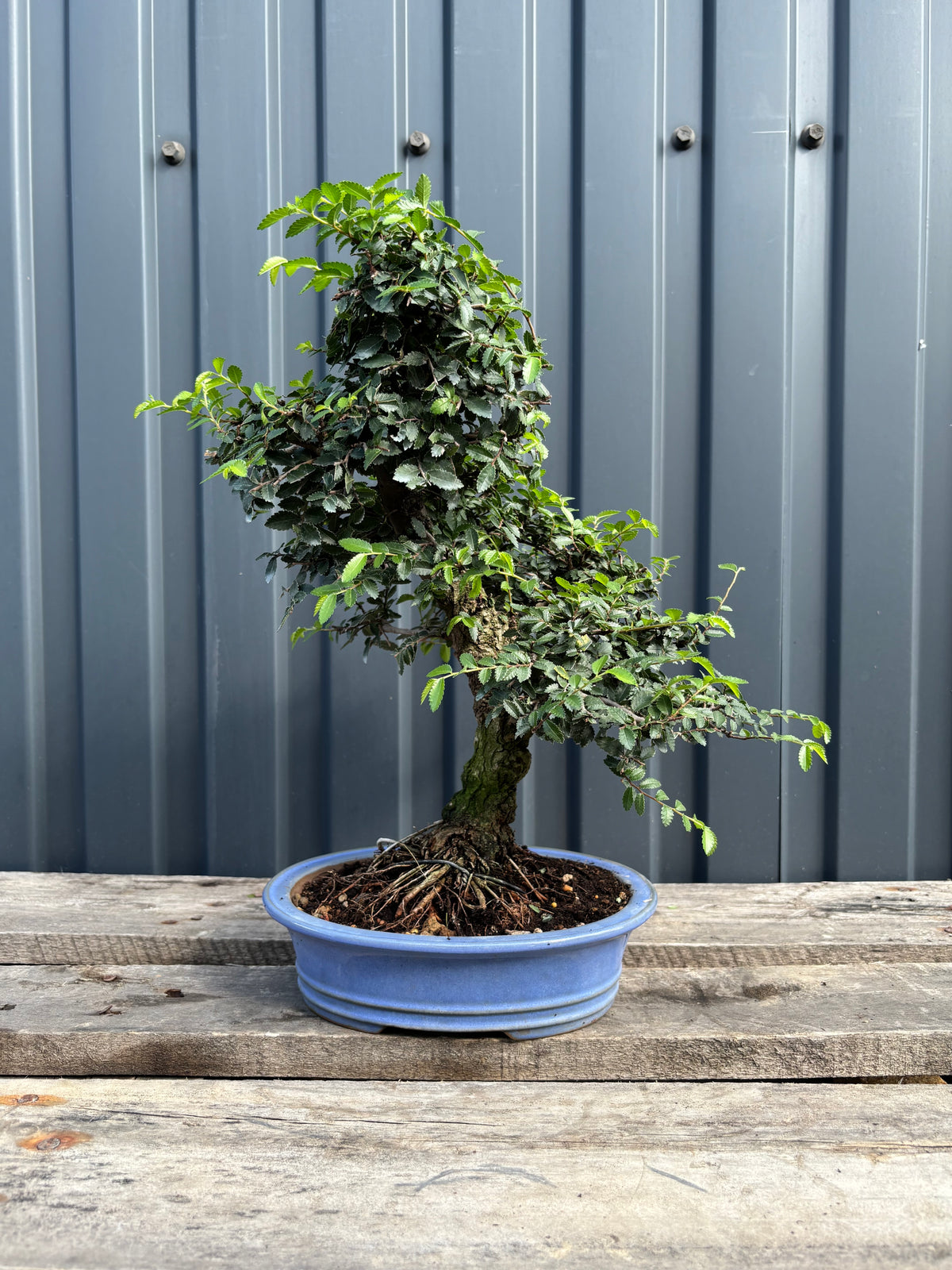 Ulmus parvifolia (Orme de Chine)