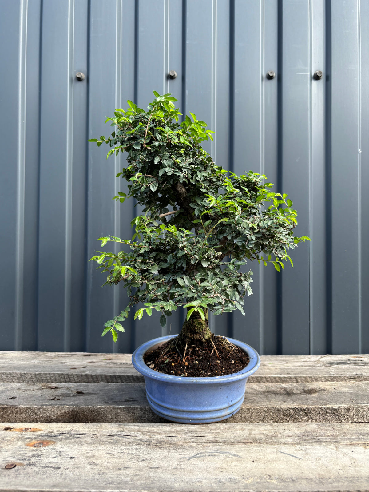 Ulmus parvifolia (Orme de Chine)