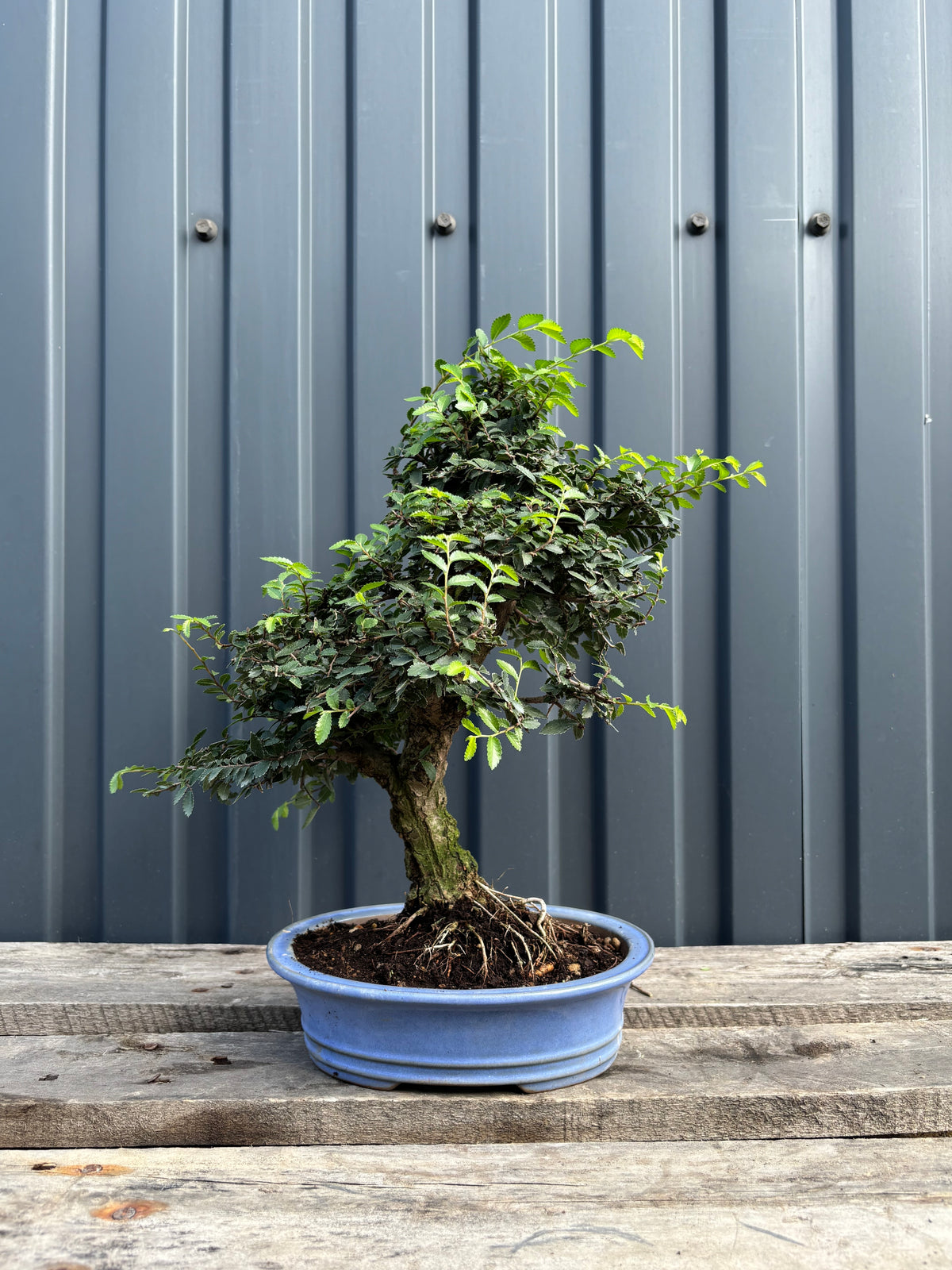 Ulmus parvifolia (Orme de Chine)