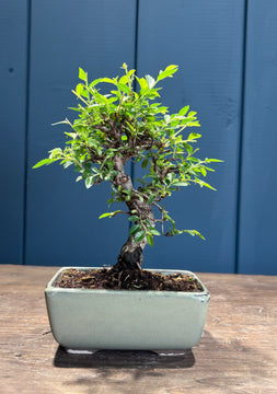 Ulmus parvifolia (Orme de Chine)