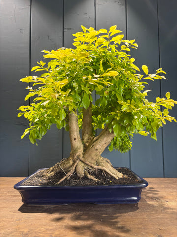 Durantha repens (Vanillier de Cayenne)