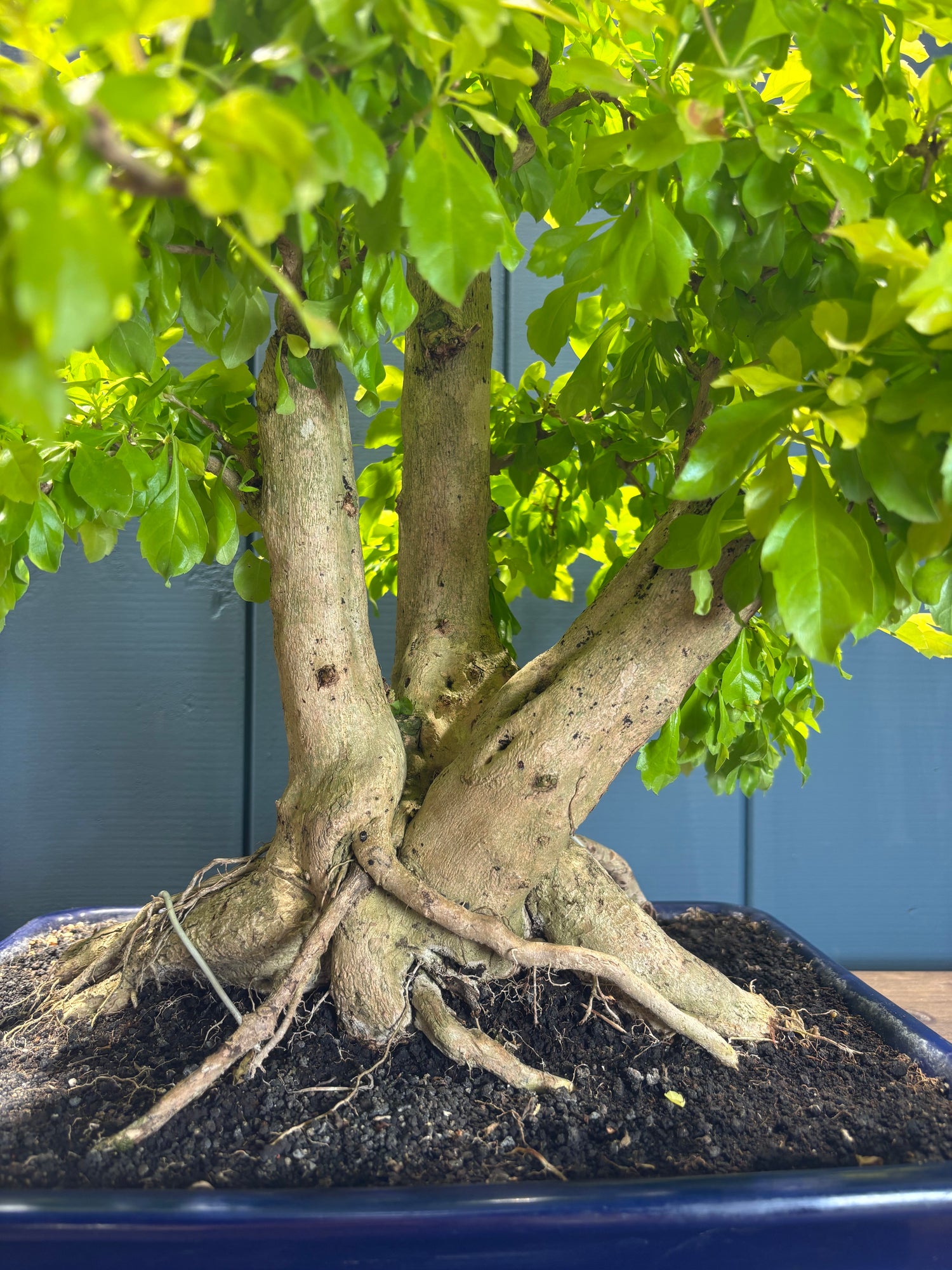 Durantha repens (Vanillier de Cayenne)