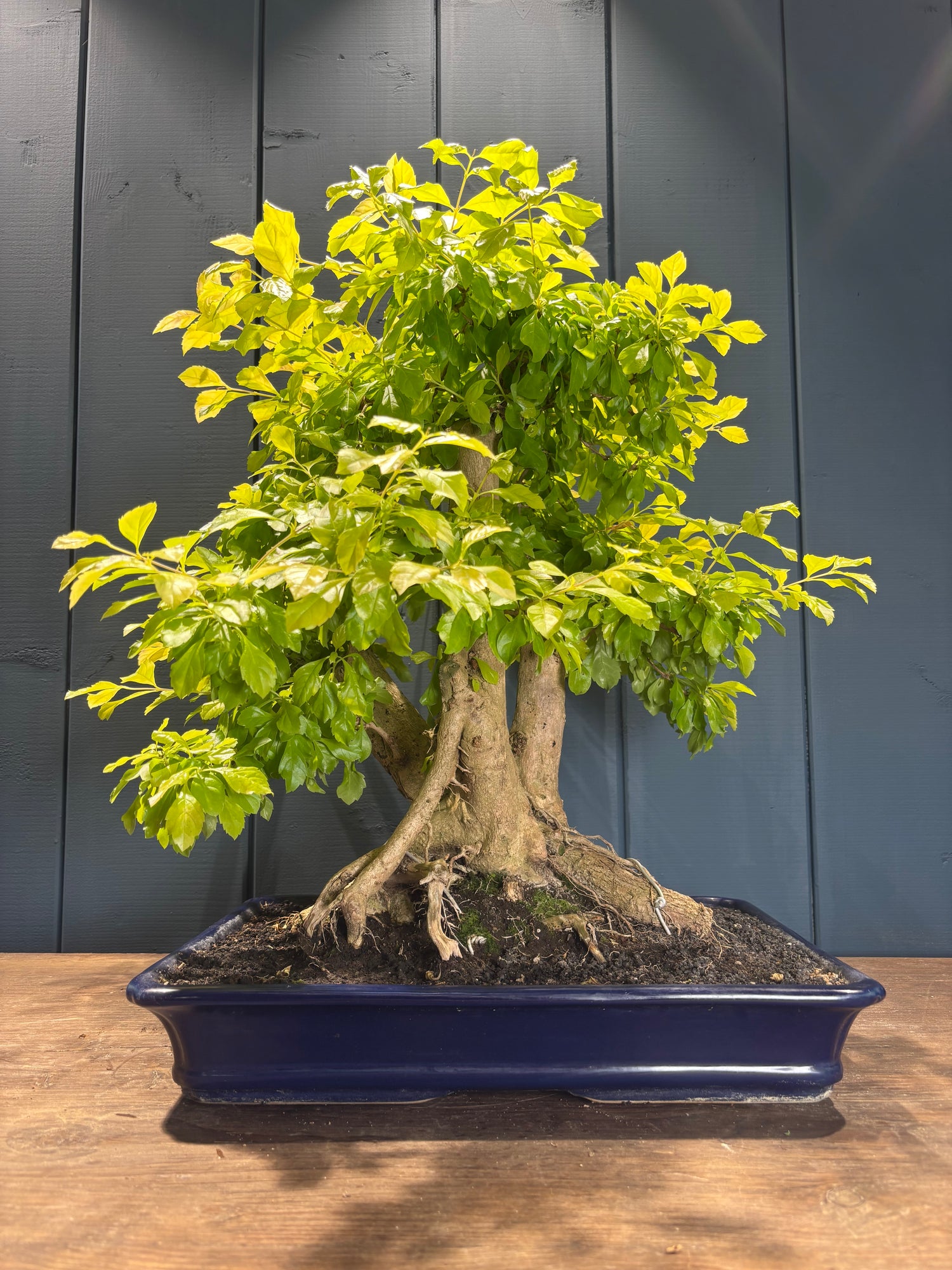 Durantha repens (Vanillier de Cayenne)