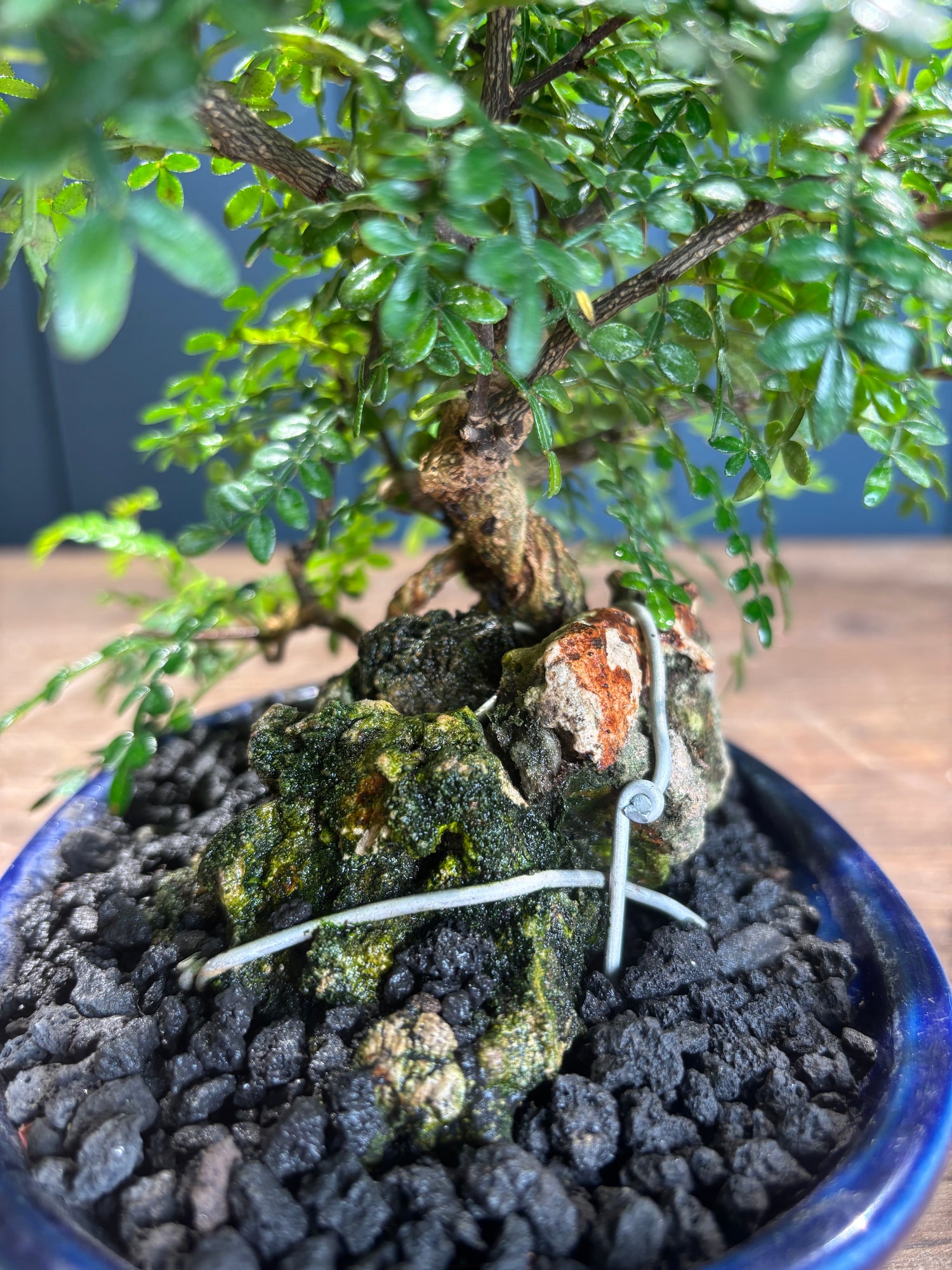 Zanthoxyllum piperitum sur amas de roches (Faux-poivrier)