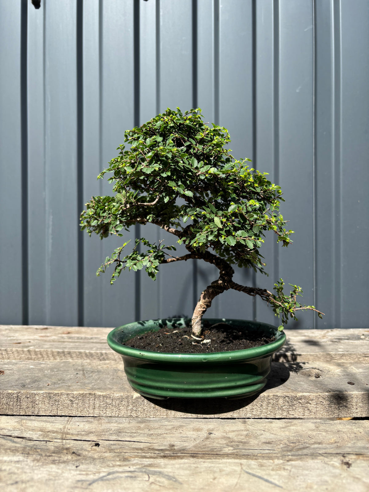 Zelkova parvifolia (Orme)