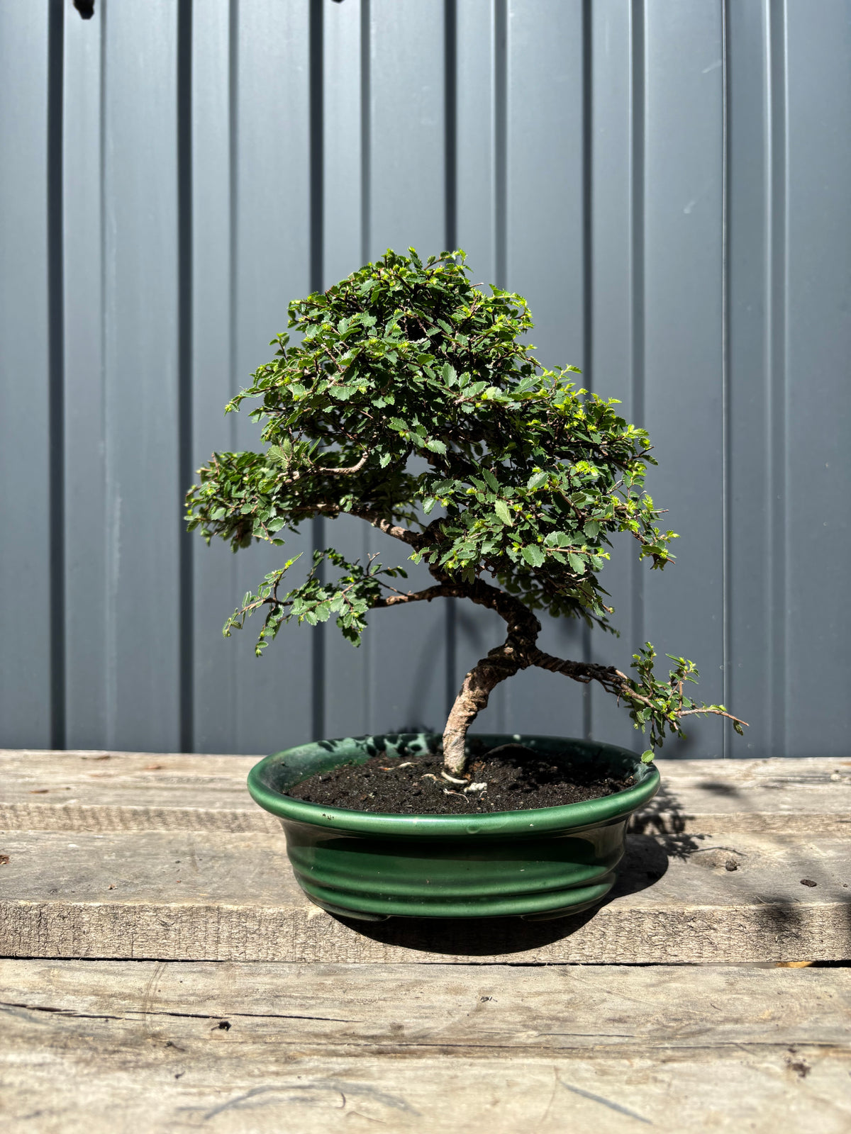 Zelkova parvifolia (Orme)