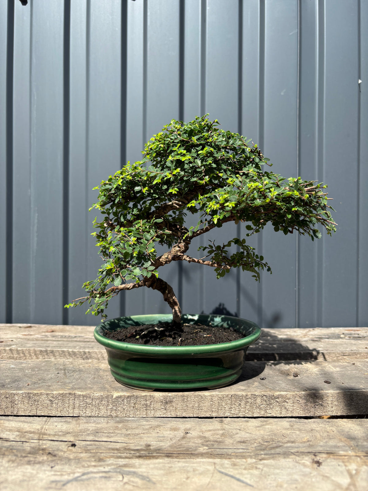 Zelkova parvifolia (Orme)