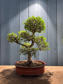 Zelkova parvifolia (Orme du Japon)