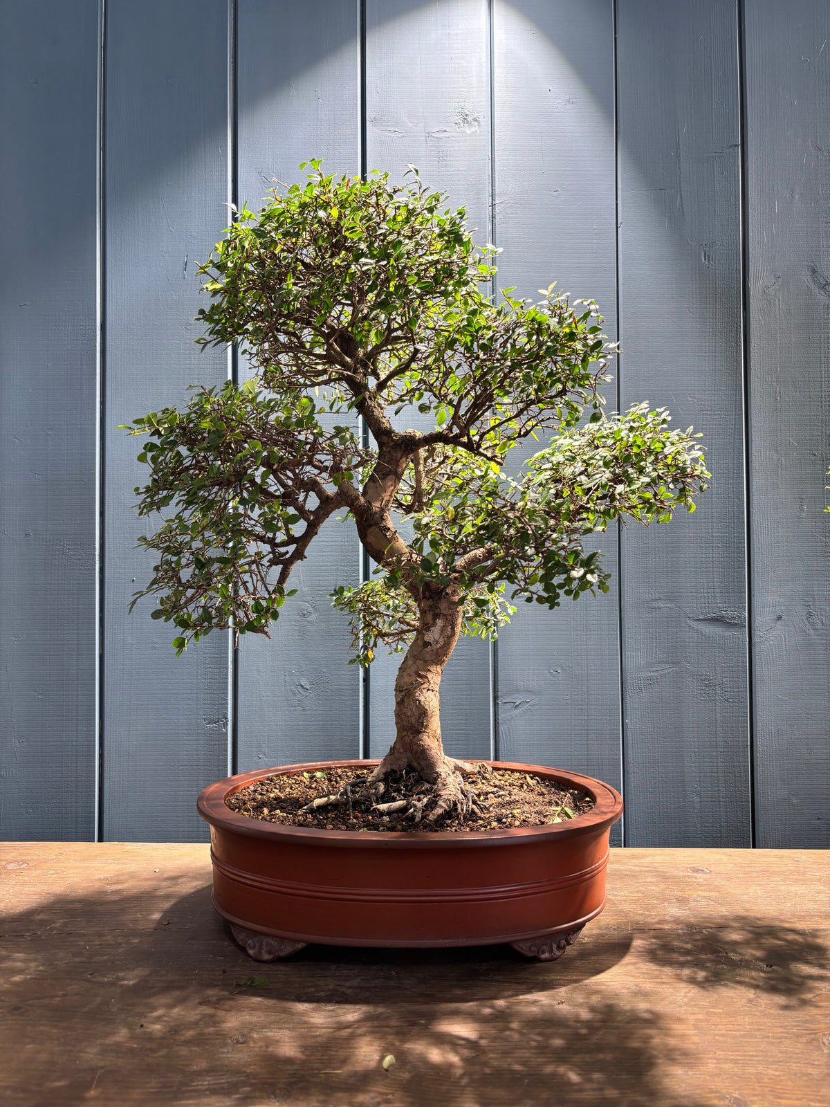 Zelkova parvifolia (Orme du Japon)