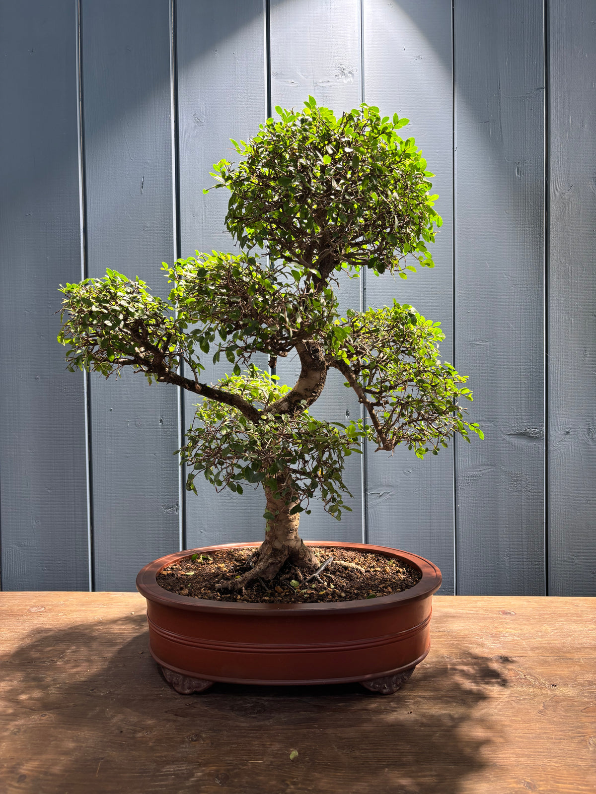 Zelkova parvifolia (Orme du Japon)