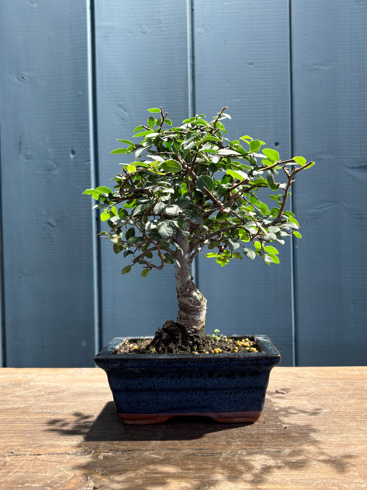 Zelkova parvifolia (Orme)