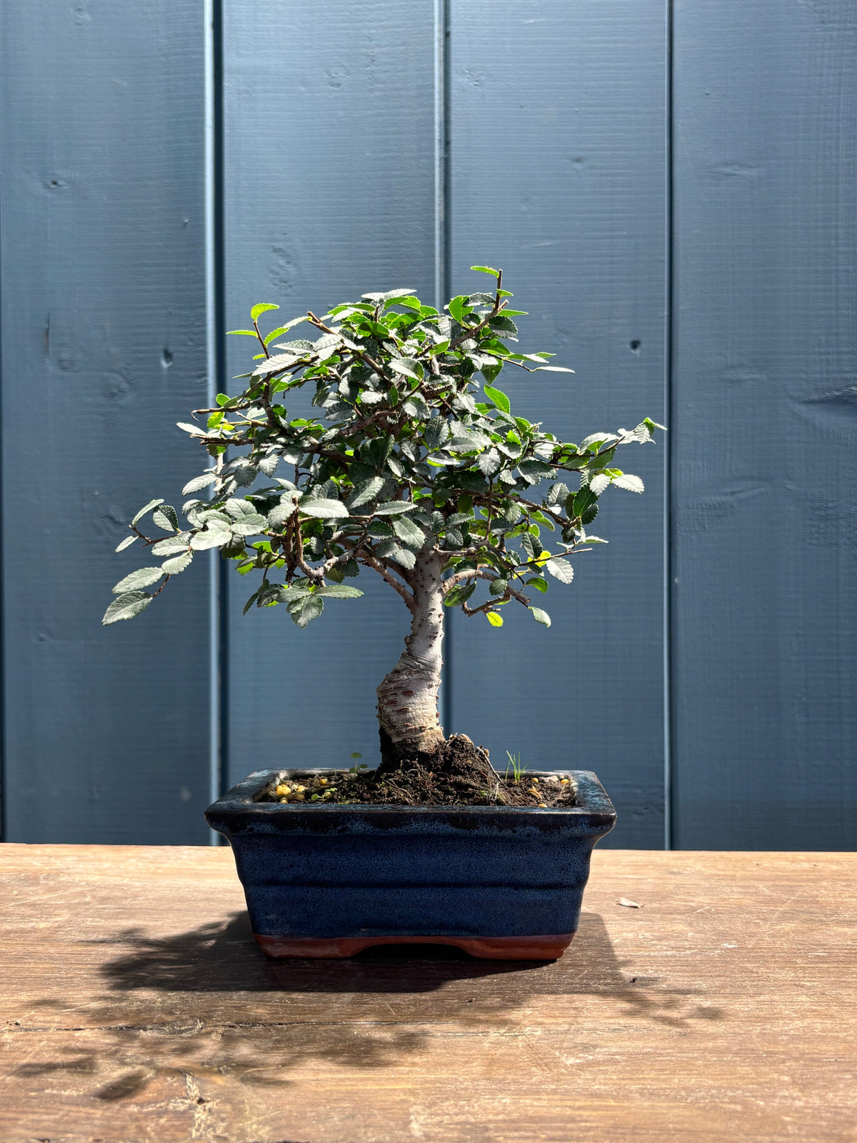 Zelkova parvifolia (Orme)