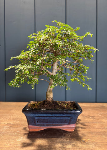 Zelkova parvifolia (Orme)