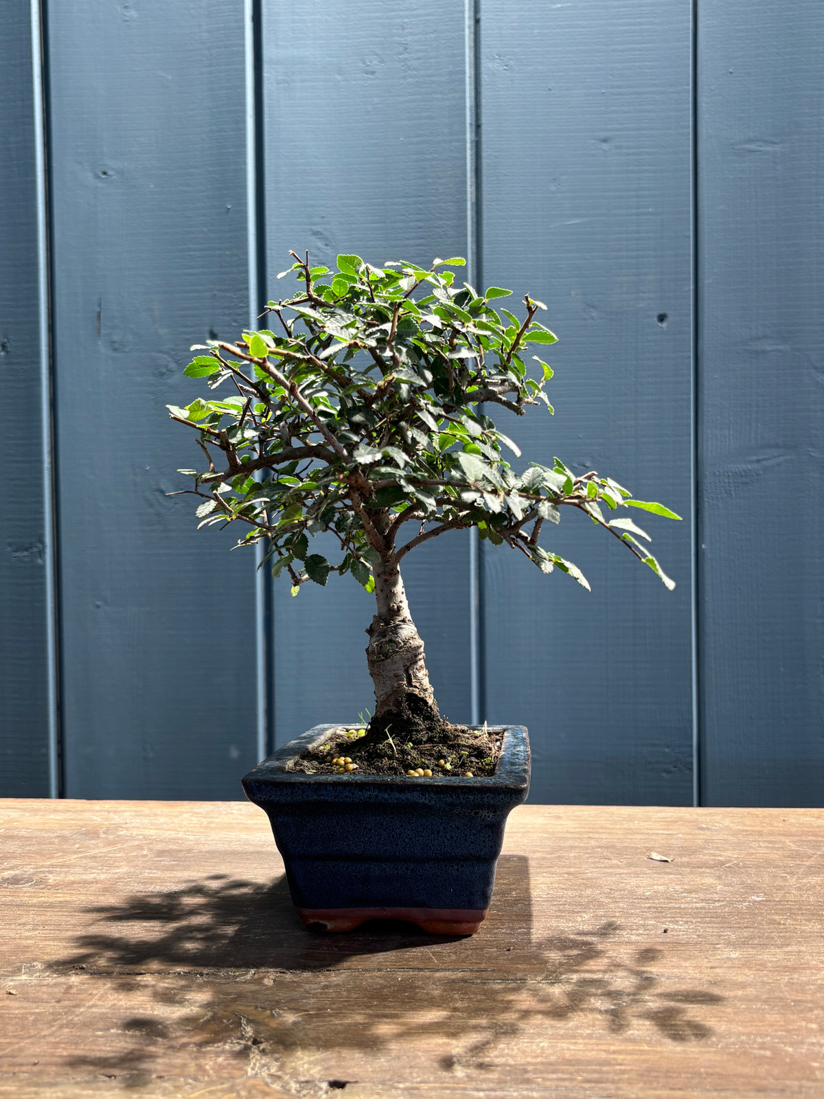 Zelkova parvifolia (Orme)