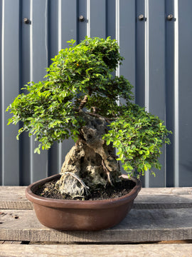 Zelkova parvifolia (Orme du Japon) sur roche