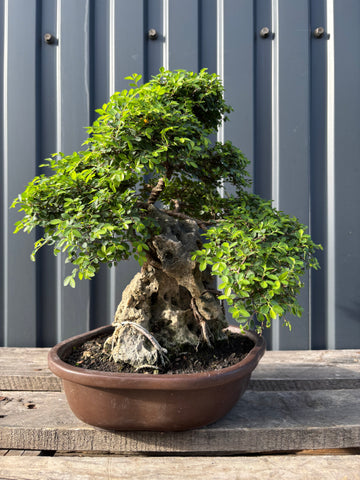Zelkova parvifolia (Orme du Japon) sur roche