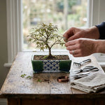 Pot bonsaï Terahata Satomi en train d’être taillé dans un pot décoratif bleu-vert, outils de bonsaï à côté.