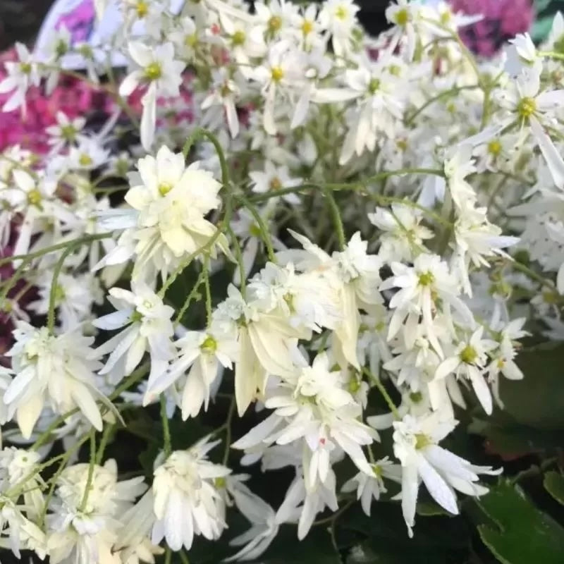 Saxifraga fortunei 'Shiranami'
