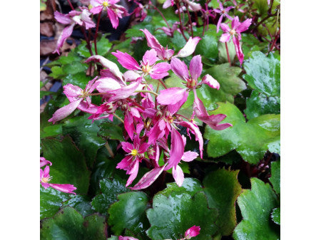 Saxifraga fortunei 'Hélène'