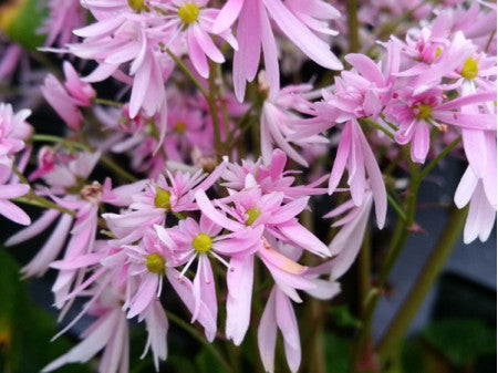 Saxifraga fortunei 'Venus'